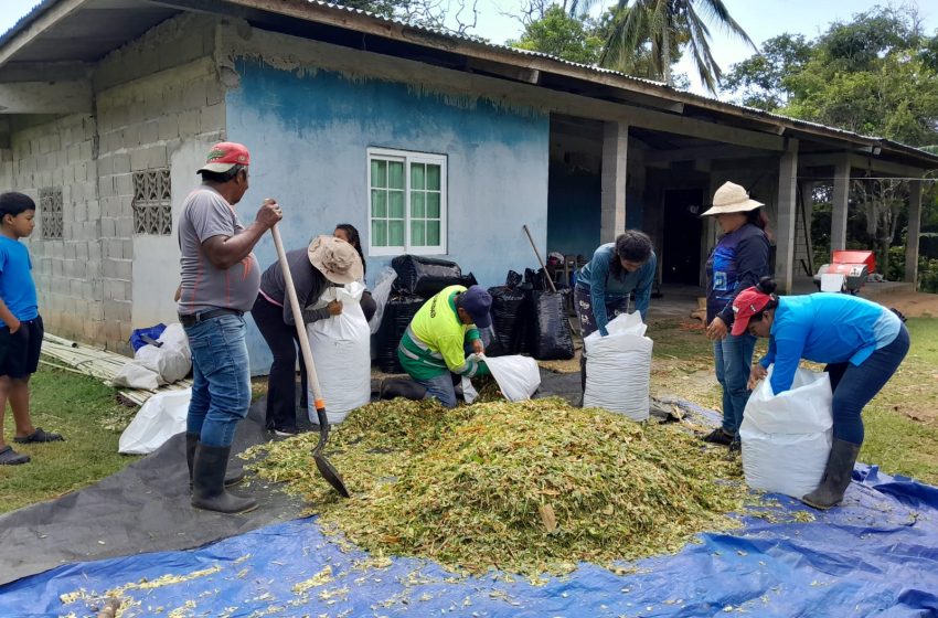  Productores coclesanos se capacitan en elaboración de ensilajes