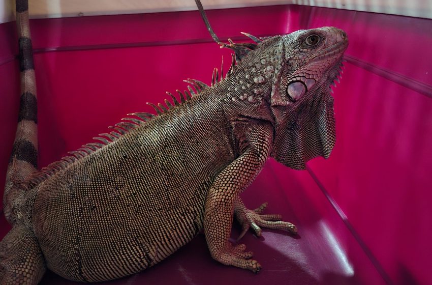  Iguana Verde en ciclo reproductivo es rescatada y liberada en Arraiján