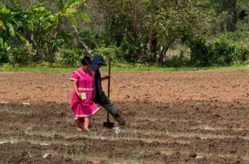  Evalúan impacto climático y la producción de semilleros de cebolla en Coclé