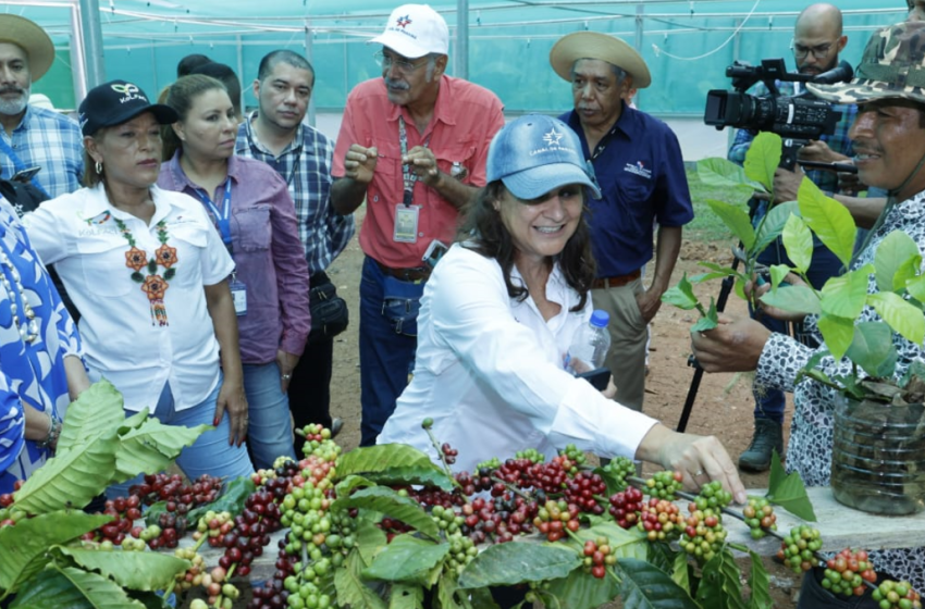  Productores de Capira celebran el inicio de la zafra del café 2025