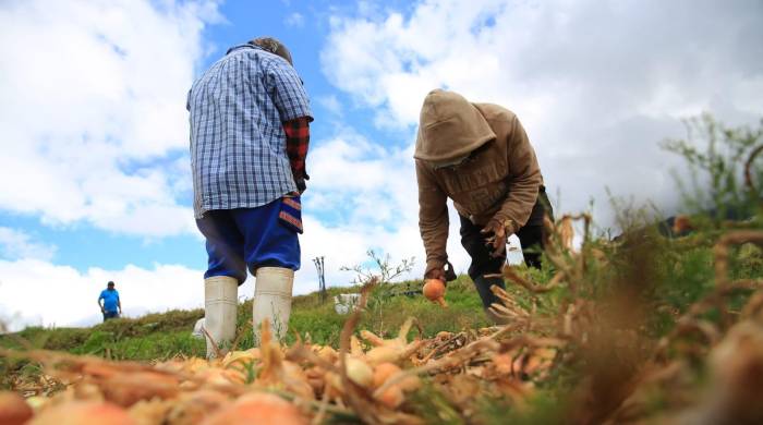  IMA asume gestión integral de trámites de exportación para productores nacionales