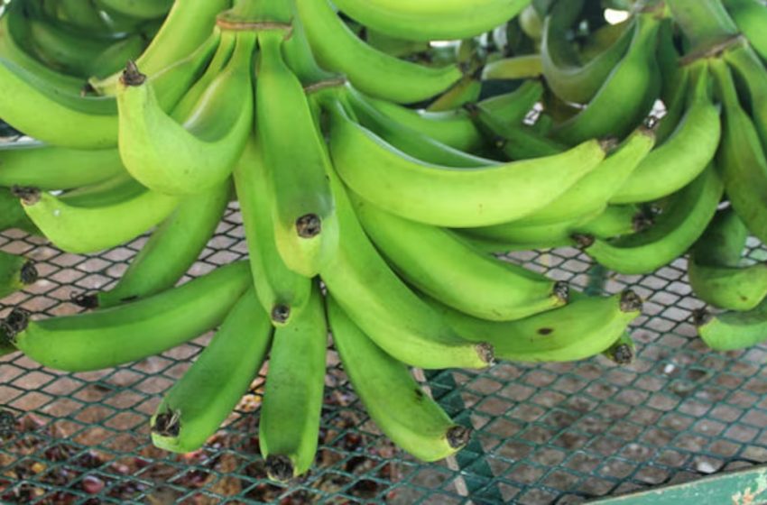  Retienen productos agrícolas en Guabito