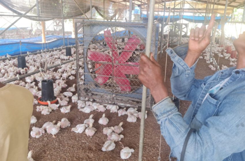  Jóvenes del Centro de Cumplimiento Las Garzas activados con el proyecto avícola