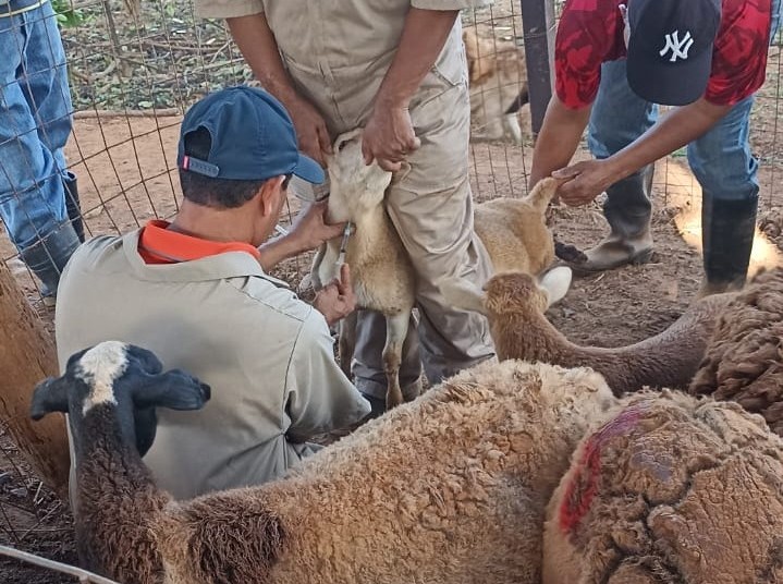  Salud Animal realiza capacitación para reforzar manejo de hato en granja escolar en Los Santos