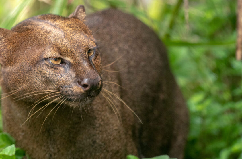  Felinos silvestres: los grandes guardianes del bosque panameño