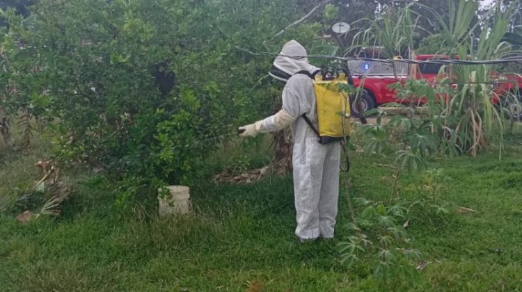  ¿Sabes qué hacer si te encuentras ante el paso de abejas africanizadas?