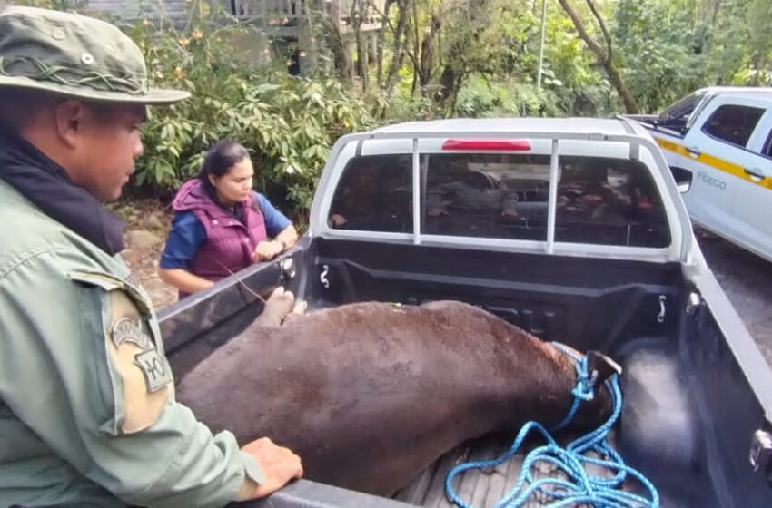  Cazadores ilegales asesinan tapir en tierras altas