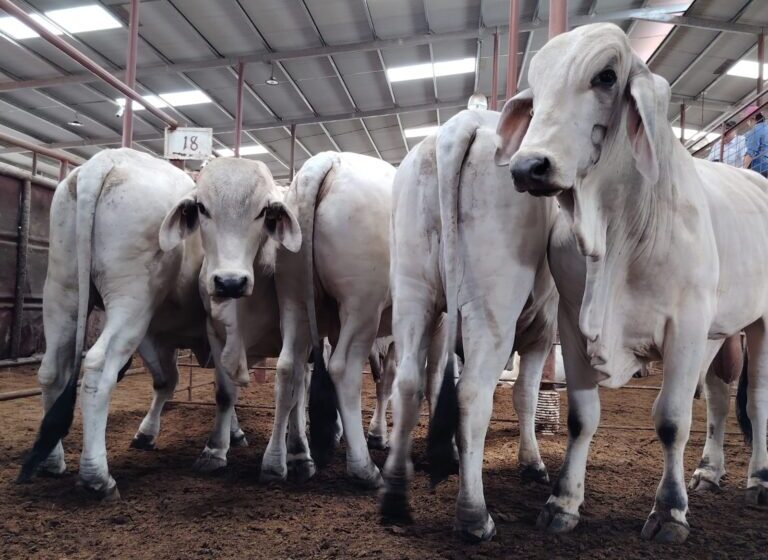 Productores de Veraguas y Herrera reciben sementales de alta genética