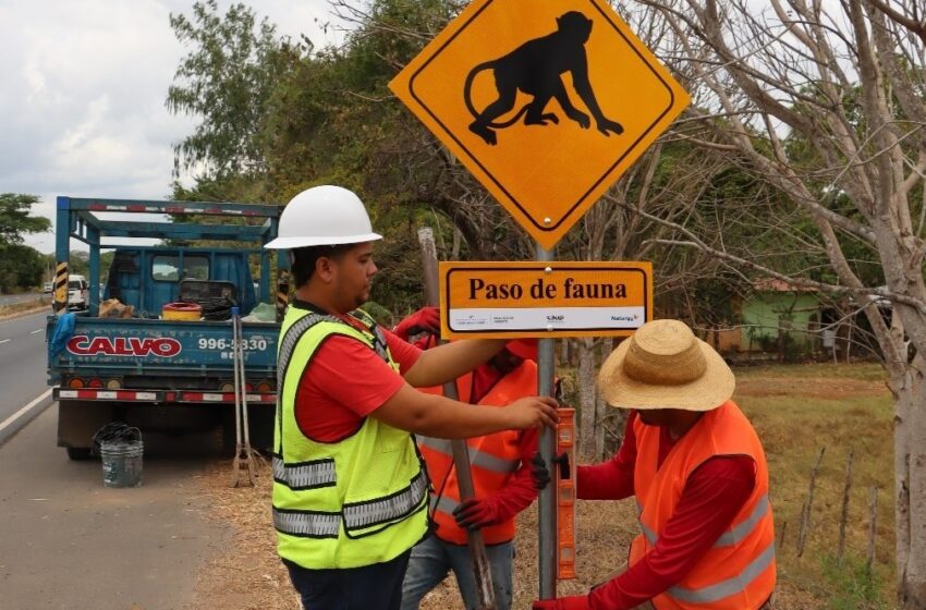 Instalan nuevos pasos aéreos de fauna silvestre en Parita para proteger a los monos aulladores