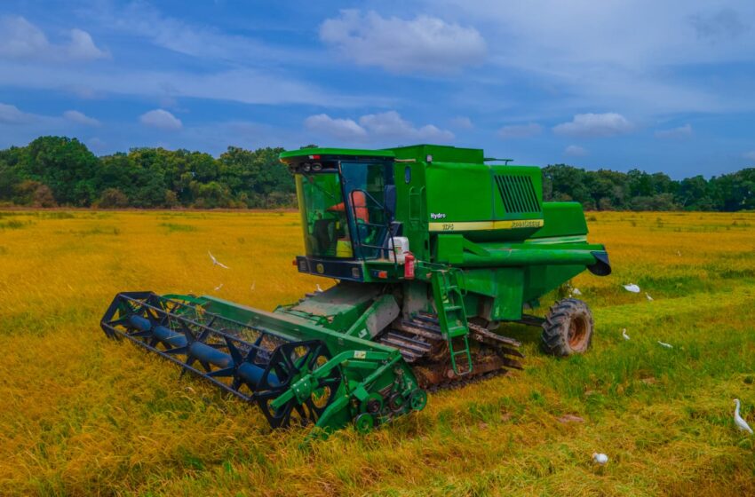  Productor desafía el cultivo tradicional de arroz con un sistema de mayor rendimiento y menor costo