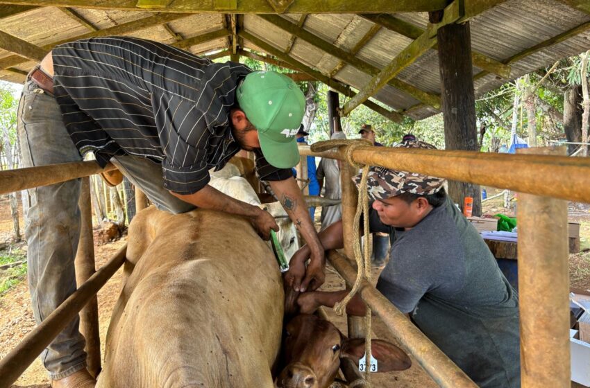 Panamá Oeste avanza en la sanidad y trazabilidad bovina