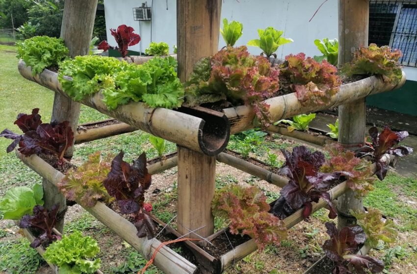 En Chiriquí: Producción en huertos escolares se fortalece
