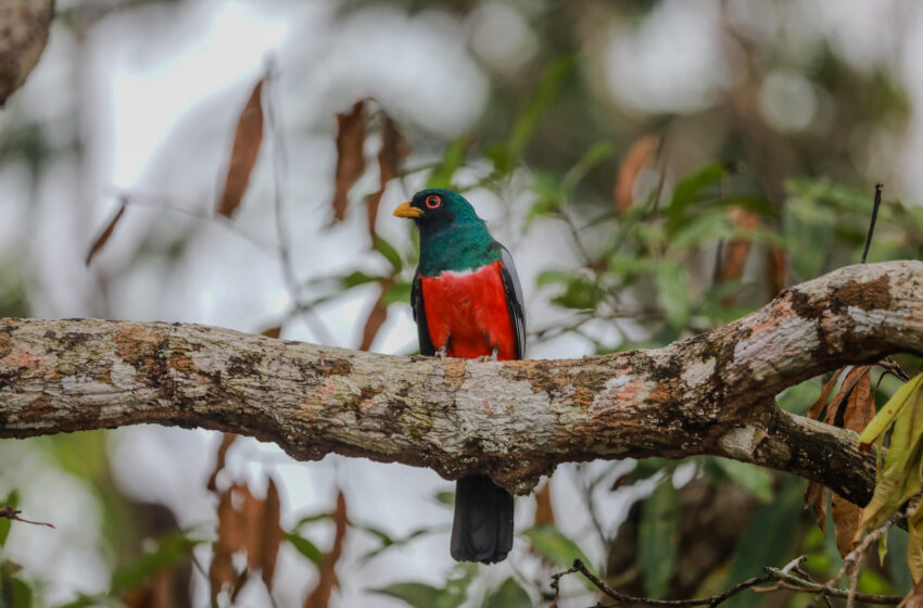 Panamá se prepara para la Global Big Day, la jornada mundial de observación de aves