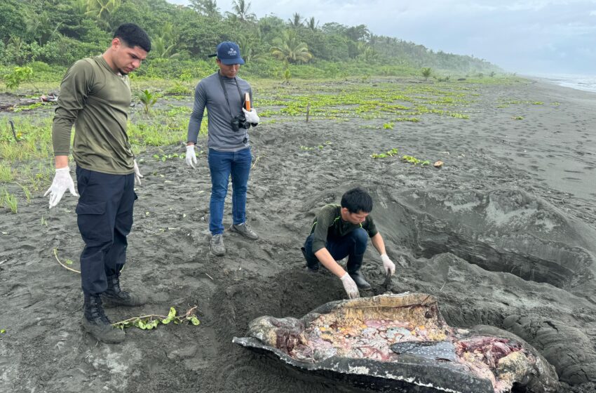 Crimen ecológico en Bocas del Toro: descuartizan a tortuga durante proceso de desove