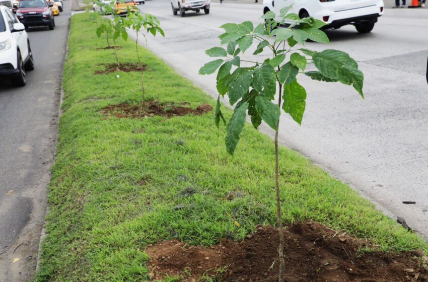 Alcaldía de Panamá siembra 1,100 guayacanes en el área Este con visión de una ciudad jardín