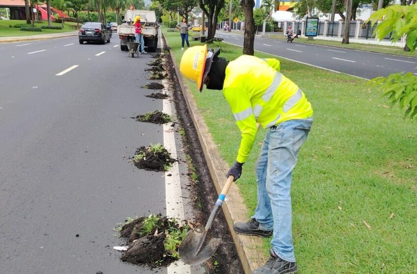  Alcaldía de Panamá repara aceras y da mantenimiento a alcantarillado en Parque Lefevre y Calidonia