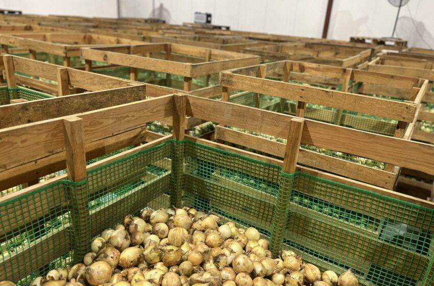 Planta secadora de cebolla en Natá impulsa producción agrícola en Coclé, Los Santos y Herrera