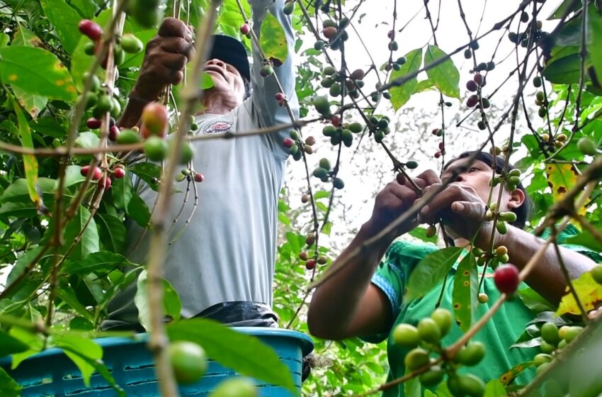 La Cosecha 2025: Panamá celebra un año más de producir el mejor café del mundo