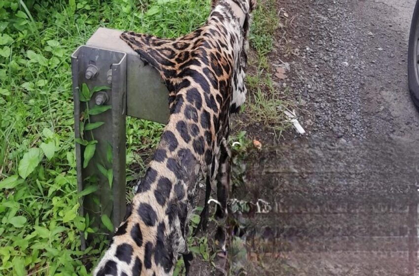 Encuentran restos de piel de jaguar en barandales de seguridad vial en La Chorrera