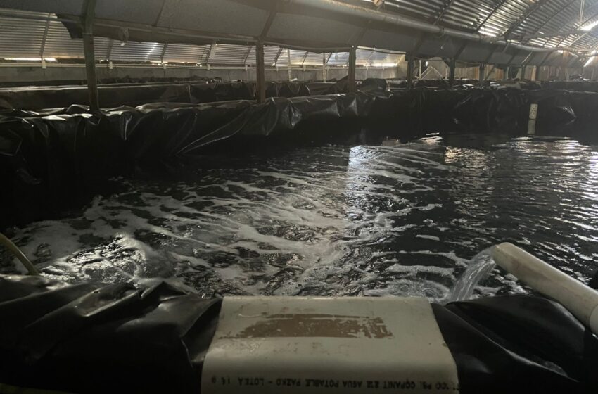 Autoridades agropecuarias realizan inspección a empresa reproductora de camarones en Coclé