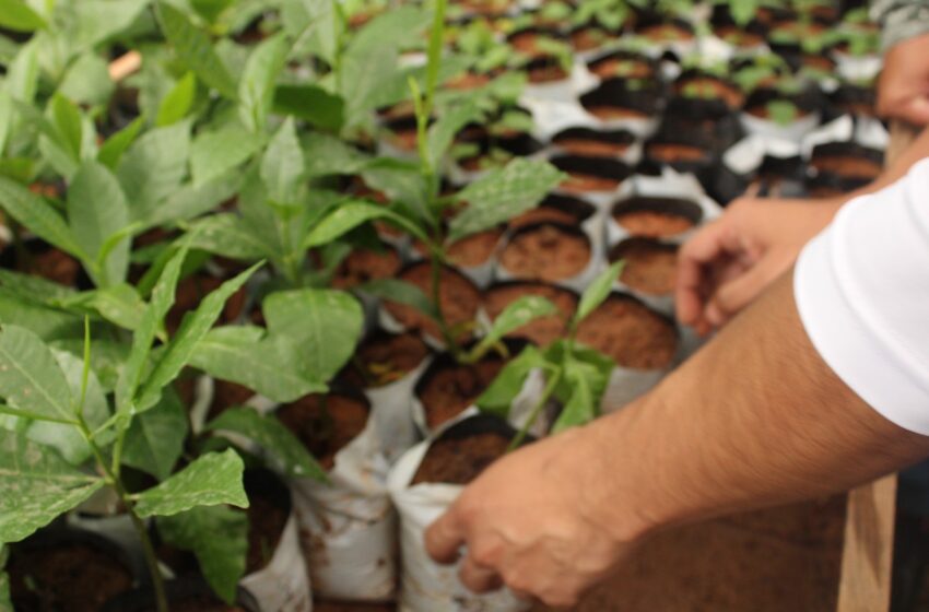 Avanza producción de plantones en Veraguas