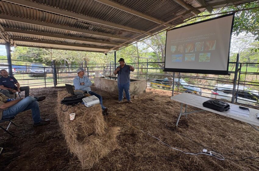  Capacita a productores herreranos en inseminación artificial y mejoramiento genético