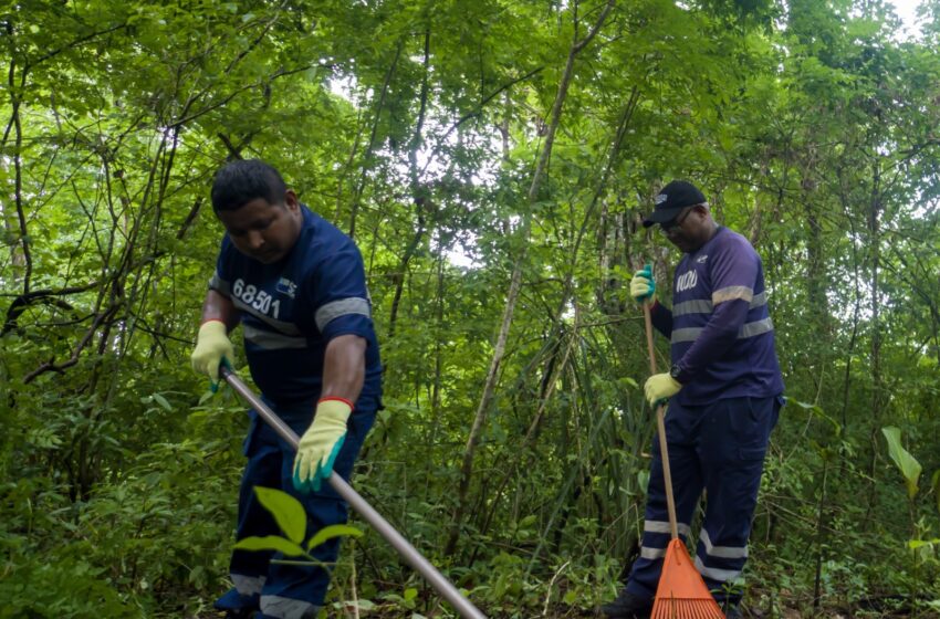 Voluntarios rehabilitan senderos ecológicos en el Parque Nacional Chagres
