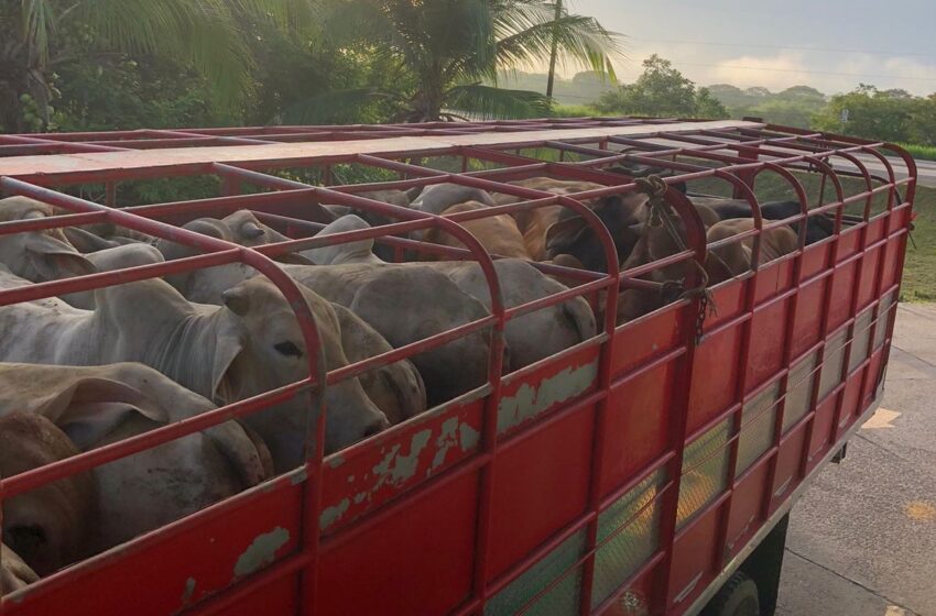 Más de 27 mil animales inspeccionados en controles cuarentenarios del MIDA durante mayo