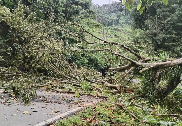 Derrumbe de árboles afecta servicios de comunicación y energía en Bocas del Toro