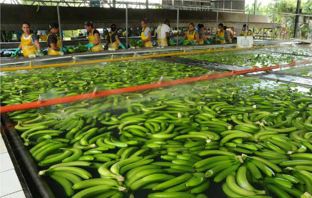 Presidente Mulino sanciona ley especial para trabajadores bananeros