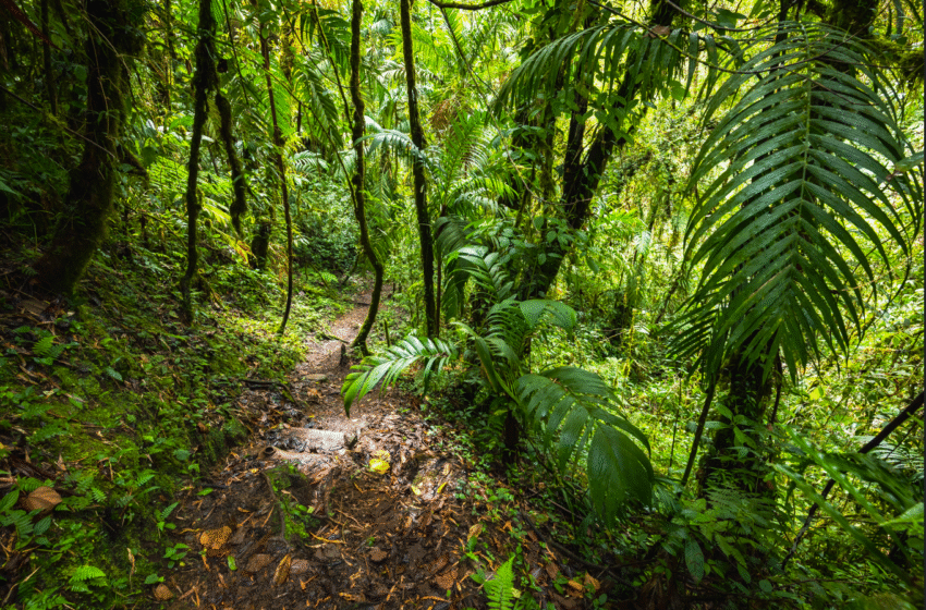  Panamá fortalece su liderazgo ambiental con apoyo del BCIE para conservar y restaurar sus bosques
