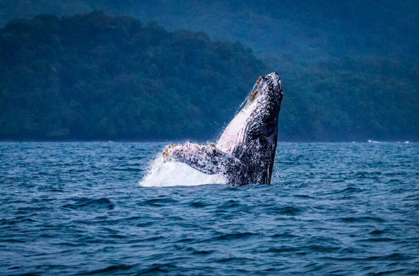 Panamá apuesta por una economía azul que conecte desarrollo, ciencia y conservación