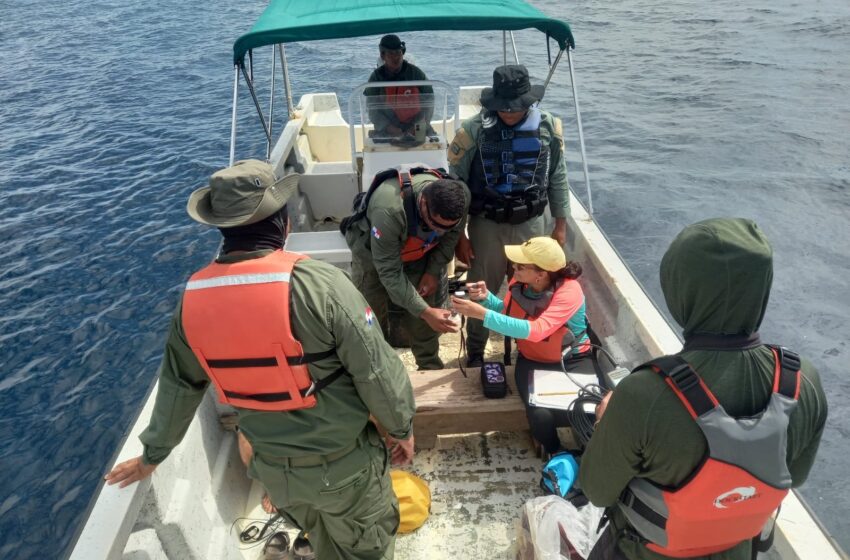 Ministerio de Ambiente lidera monitoreo de megafauna marina en el Parque Nacional Coiba