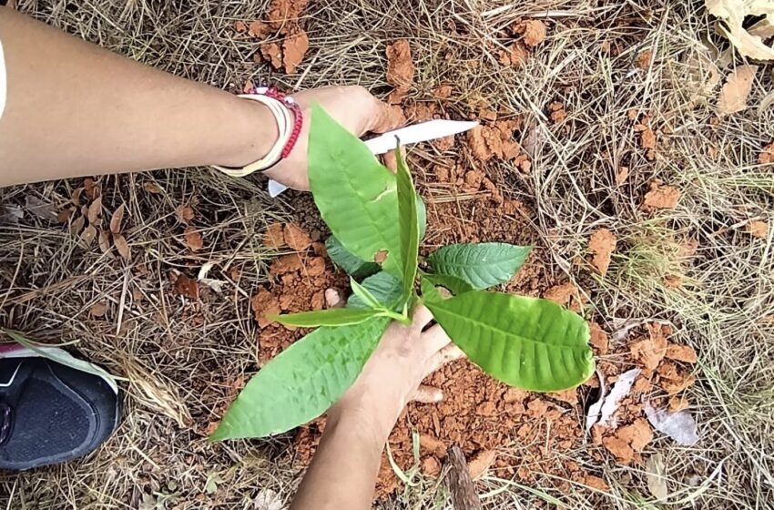  Arranca la jornada nacional de reforestación con siembra masiva en la Reserva Hidrológica Tapagra en Chepo