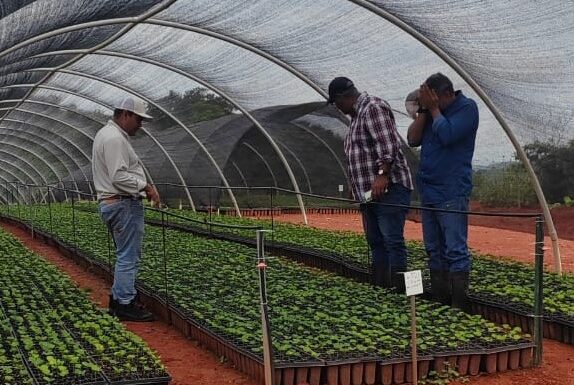 Unas 200 hectáreas de café robusta mejorado se proyectan sembrar en Quebrada Bonita-Colón
