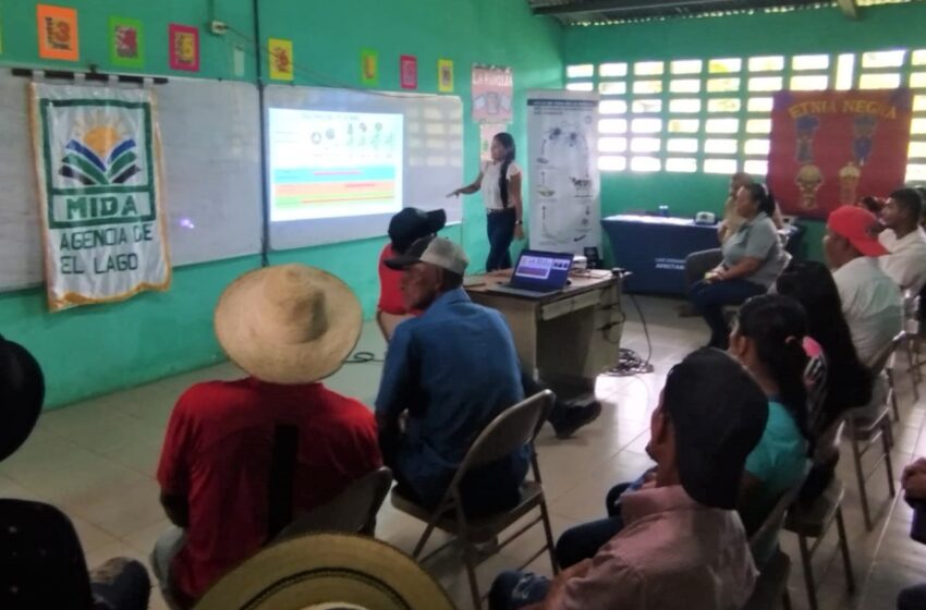 Más de 40 productores de Colón y Coclé se capacitan en manejo de plagas y enfermedades agrícolas
