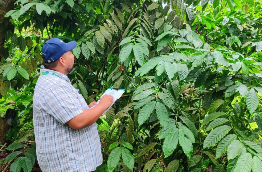  Inspeccionan salud de cultivos de café en Panamá Oeste