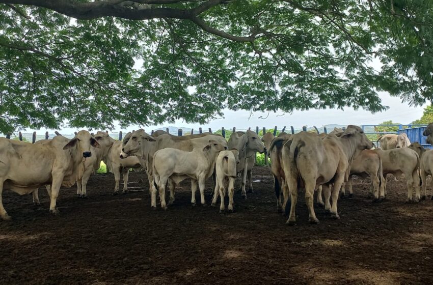 Productores santeños fortalecen conocimientos para enfrentar enfermedades en la ganadería