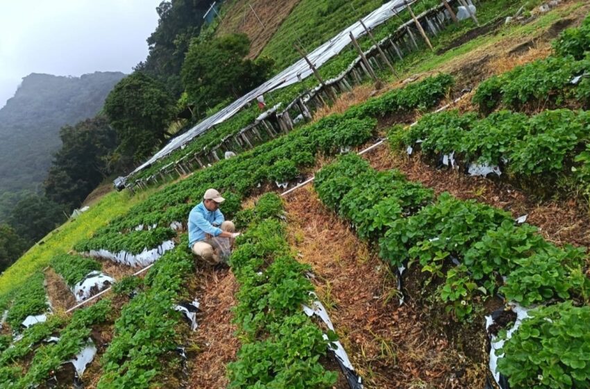  Autoridades agropecuarias realizan monitoreo de plagas en fresas en Tierras Altas