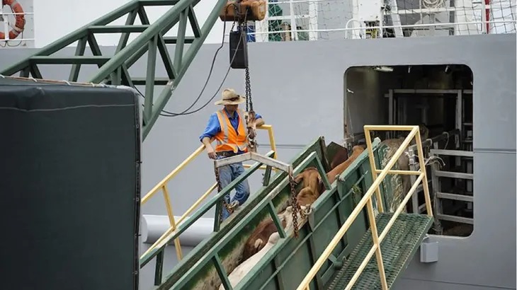 Panamá se consolida como puente estratégico para la exportación de ganado brasileño
