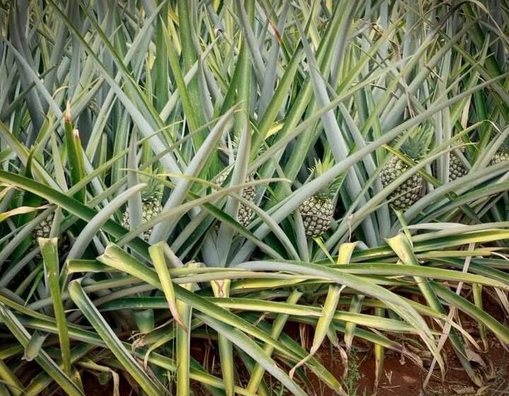 Empresa panameña firma acuerdo para exportar piña a Estados Unidos