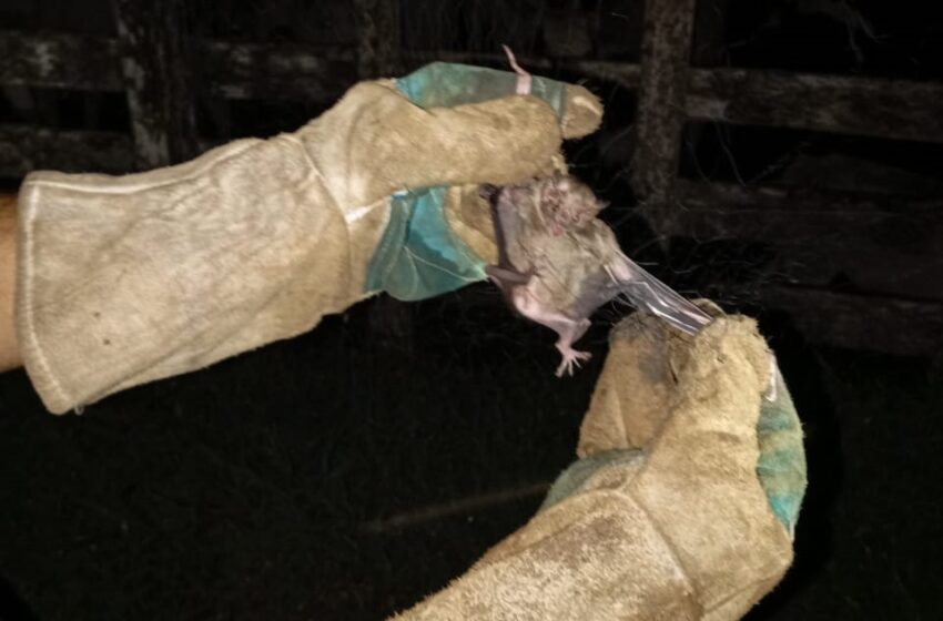  Realizan jornada de captura de hematófagos en Colón