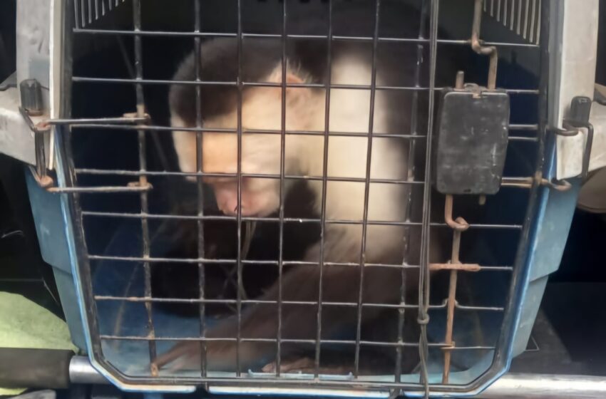 Un mono cariblanco en cautiverio fue decomisado en La Chorrera