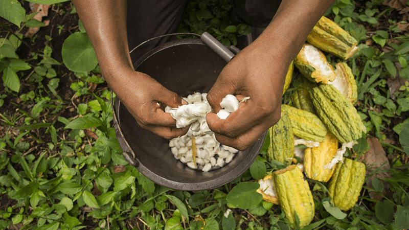 Panamá busca posicionarse en el mercado mundial del cacao con integración a la ICCO