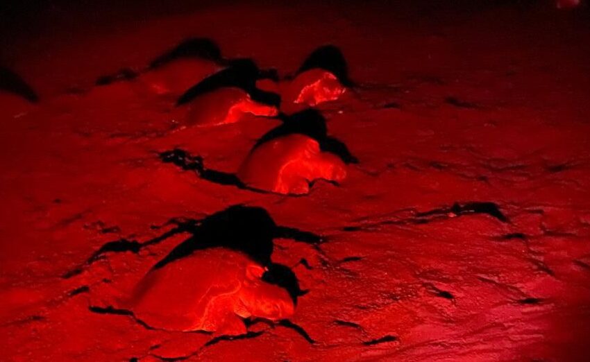Espectáculo natural: arribada de más de 3,000 tortugas lora en Playa La Marinera