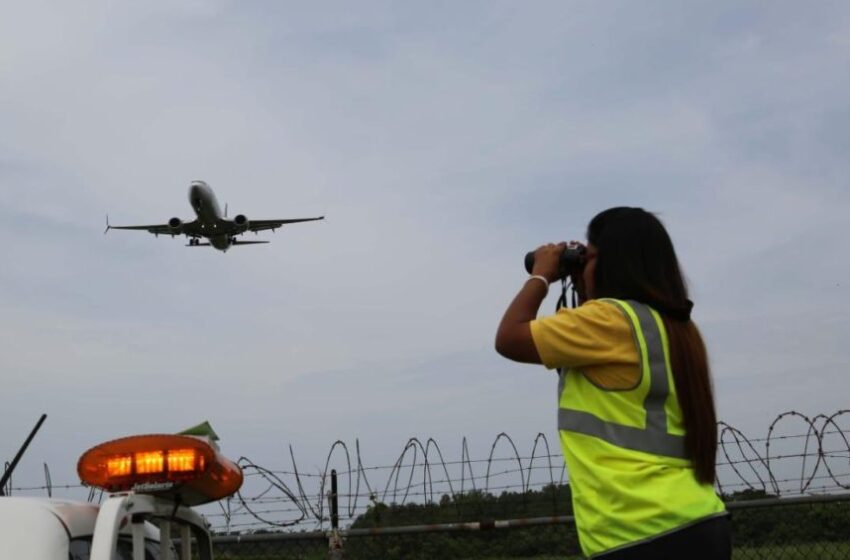 Aeropuerto de Tocumen emite alerta preventiva por temporada de aves migratorias