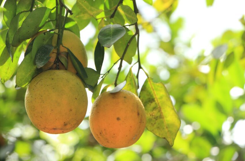  Panamá albergará el IV Foro Internacional de Cítricos enfocado en innovación y sostenibilidad regional