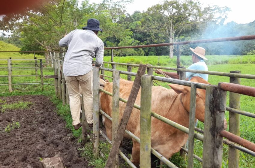 En Colón impulsan jornada de identificación bovina para fortalecer indicadores reproductivos