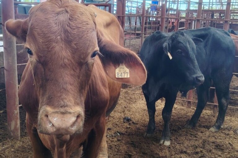 Productores de Veraguas y Los Santos reciben sementales de alta genética