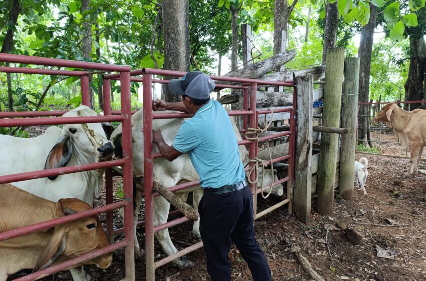 Campaña masiva de vacunación de bovinos y captura de hematófagos en Veraguas